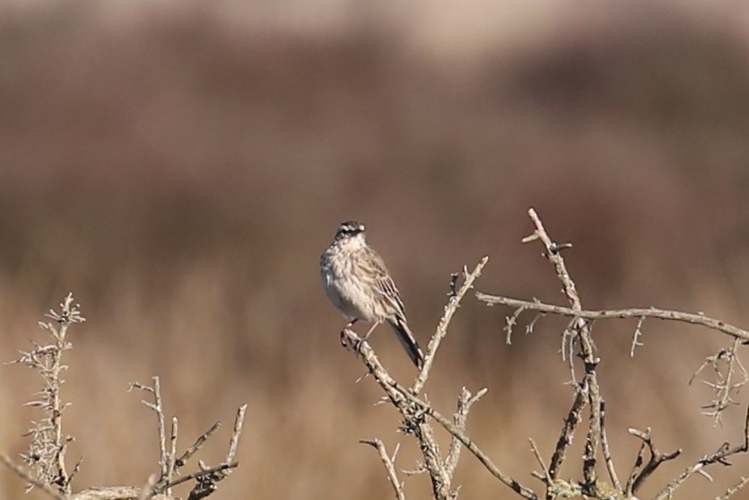 New Zealand Pipit - ML637090562