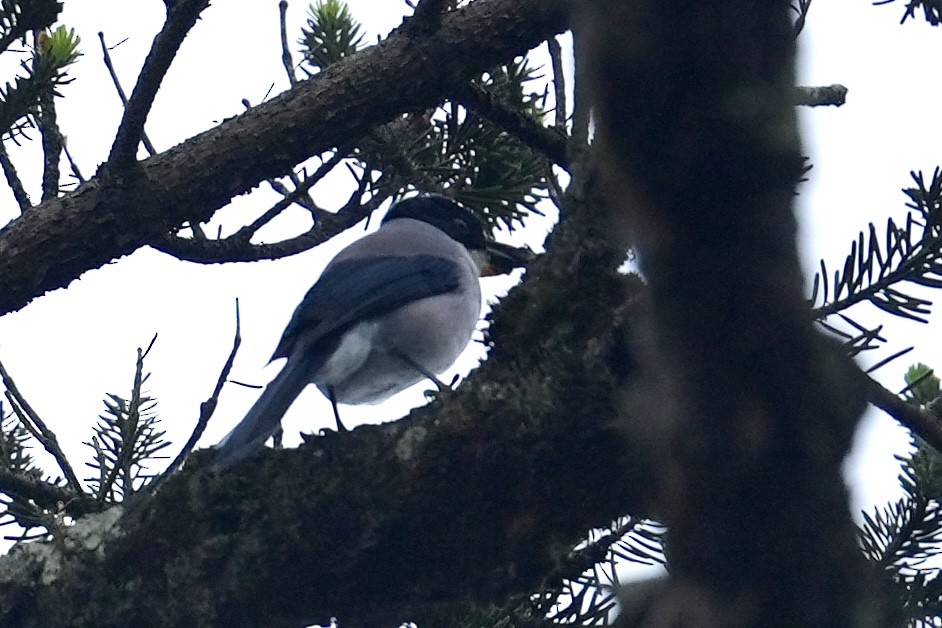 Black-headed Sibia - ML637090589