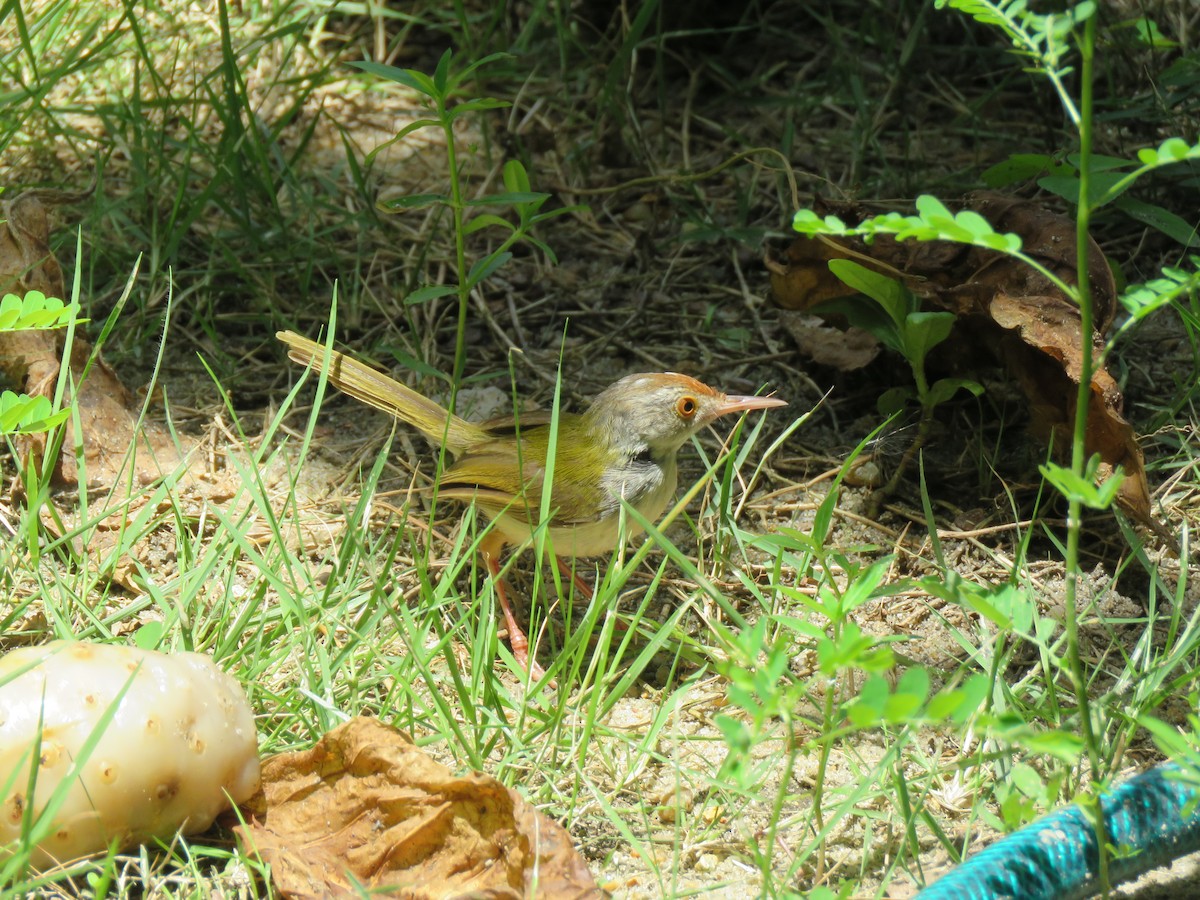 Common Tailorbird - ML637090600