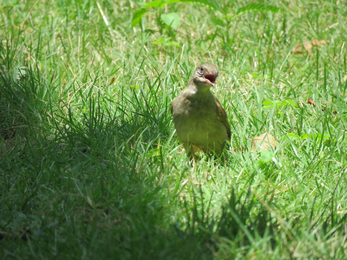 Streak-eared Bulbul - ML637090602
