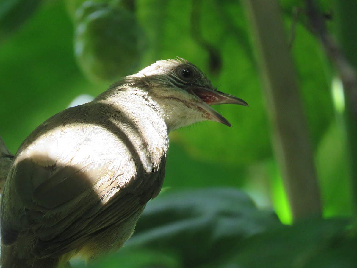 Streak-eared Bulbul - ML637090603