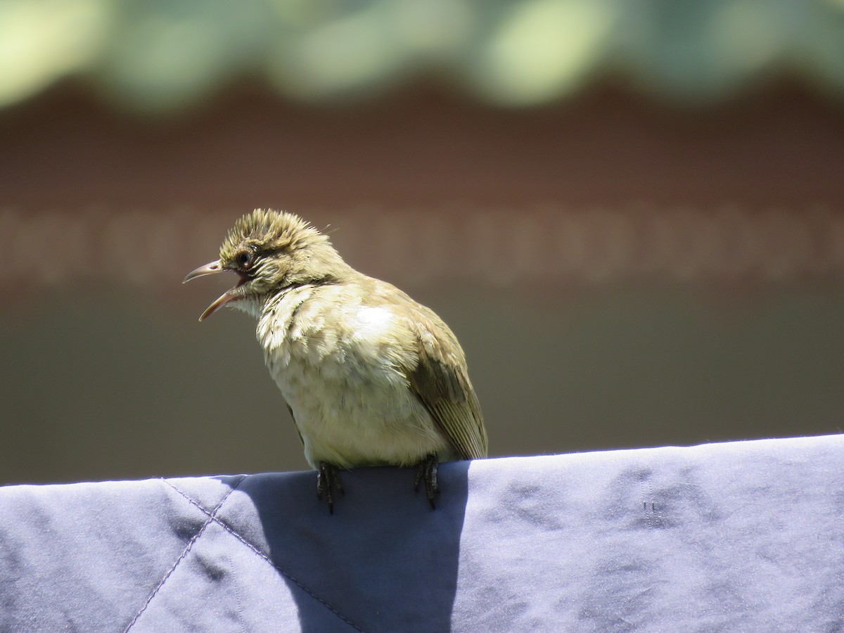 Streak-eared Bulbul - ML637090605