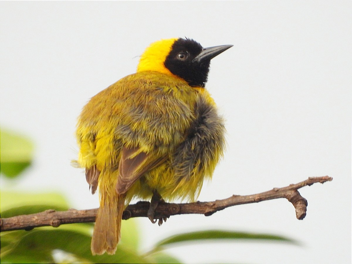 Slender-billed Weaver - ML637090668