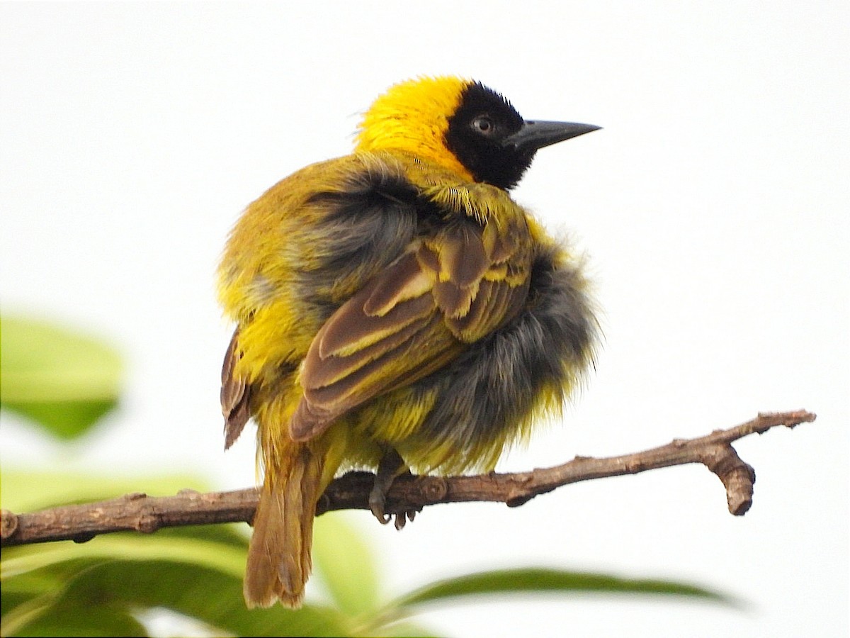 Slender-billed Weaver - ML637090670