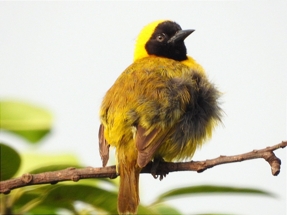Slender-billed Weaver - ML637090671