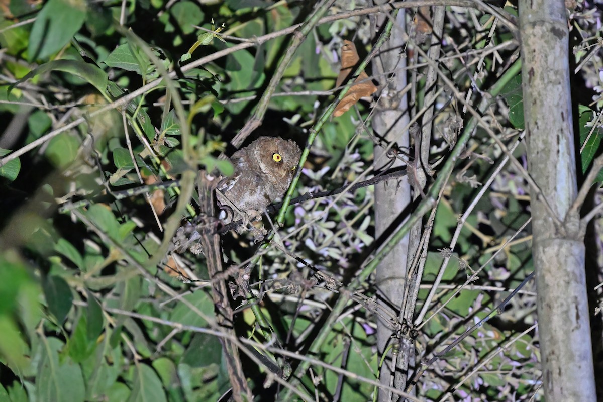 Fuchs-Zwergohreule - ML637090687