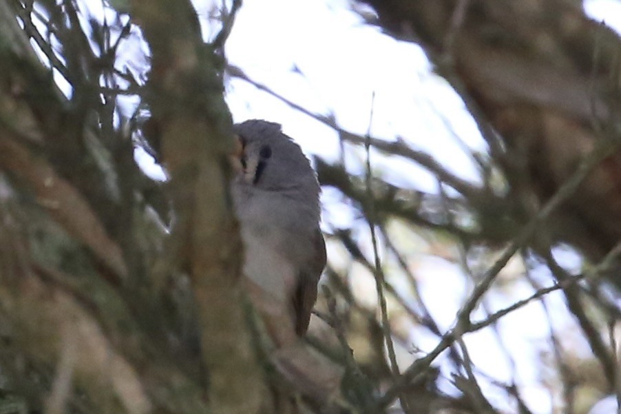 Zebra Finch (Australian) - ML637090705
