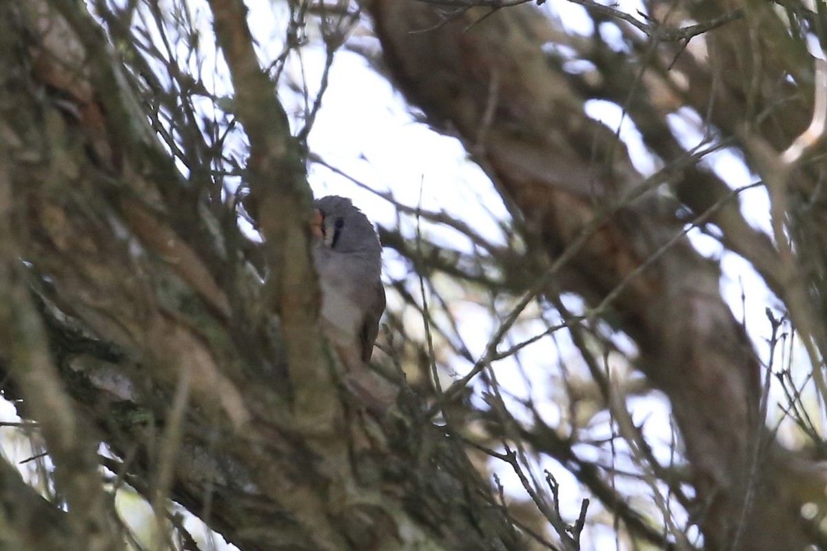 Zebra Finch (Australian) - ML637090706