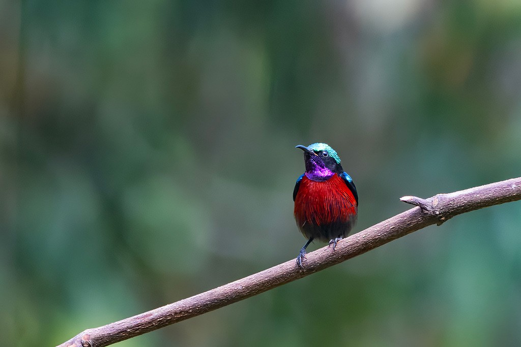 Van Hasselt's Sunbird - ML637090736