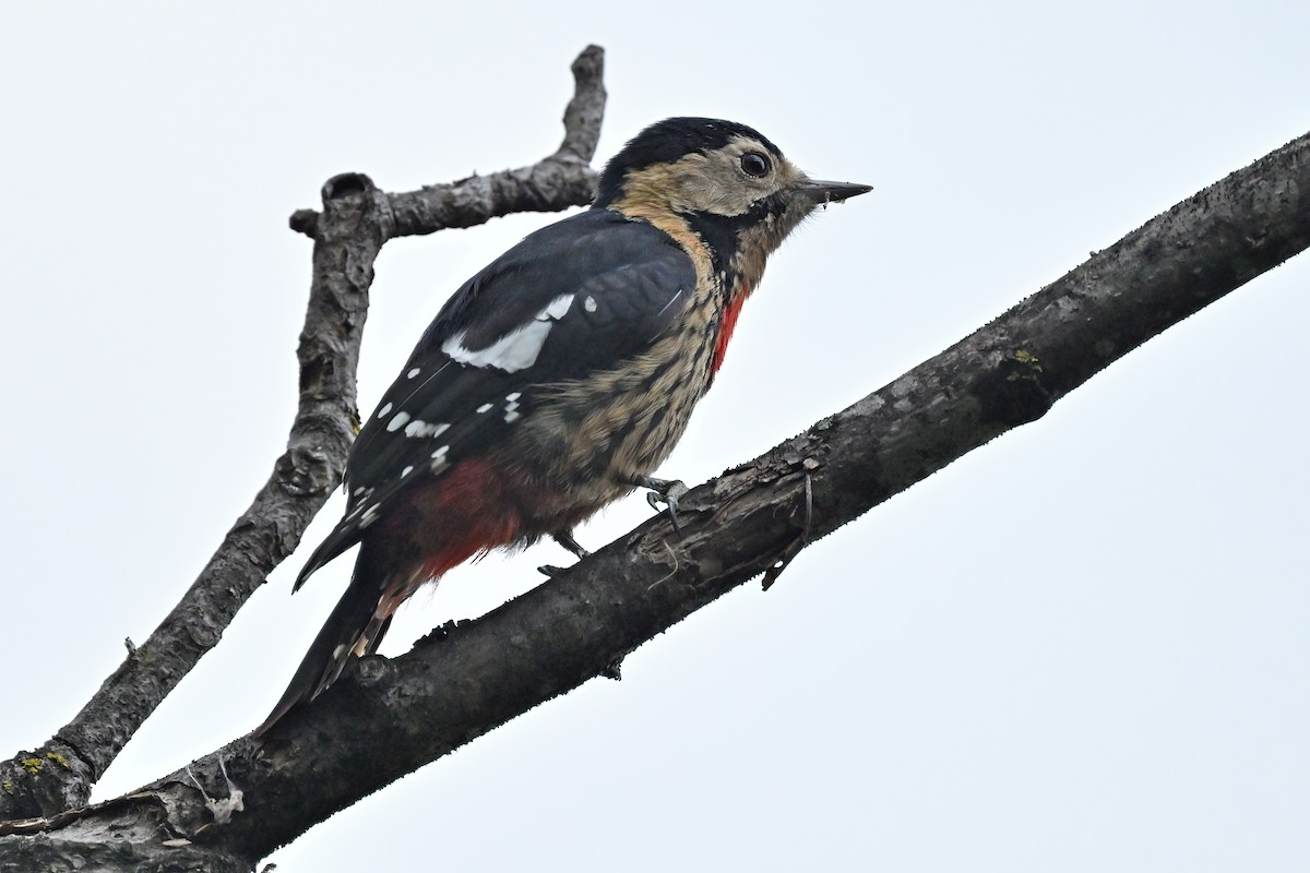 Necklaced Woodpecker - ML637090748