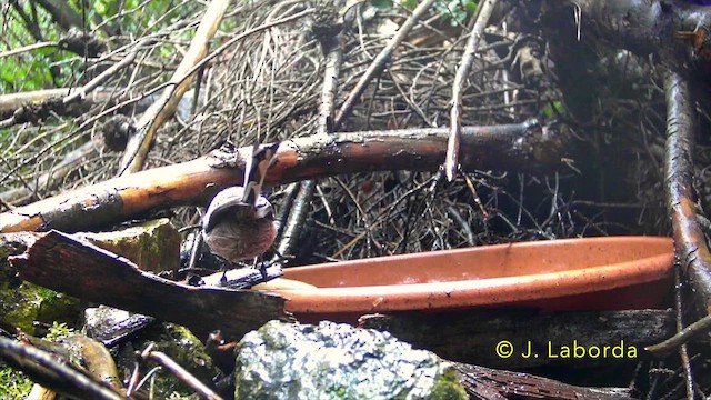 Сүүлт хөх бух - ML637090777