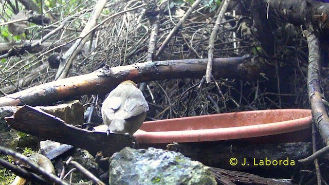 Eurasian Blackcap - ML637090779