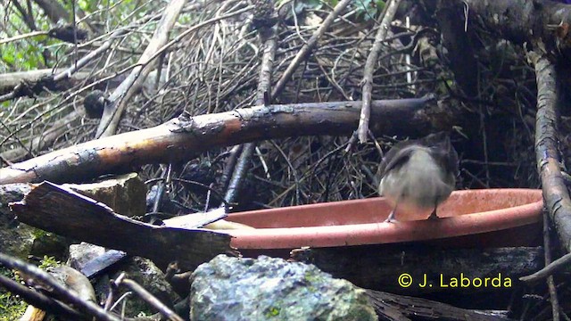 Eurasian Blackcap - ML637090782