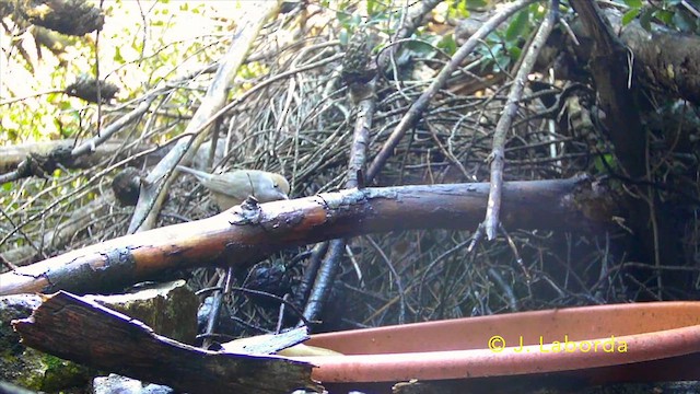 Eurasian Blackcap - ML637090783