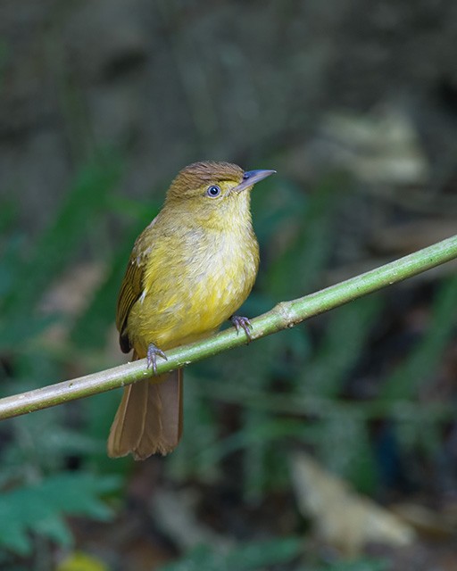 Cachar Bulbul - ML637090819