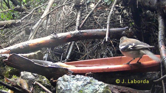 Дуулгат бужирга - ML637090824