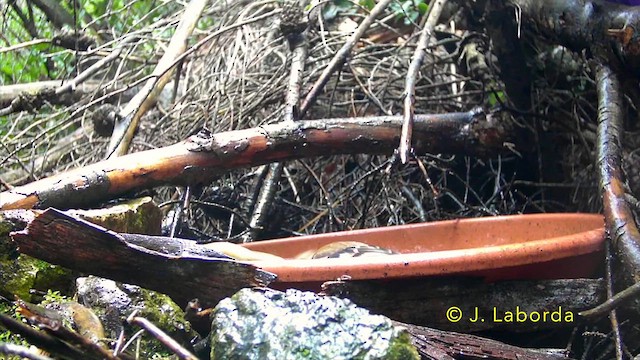 Дуулгат бужирга - ML637090825