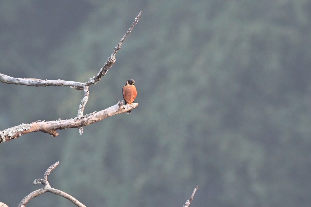 Oriental Hobby - ML637090837