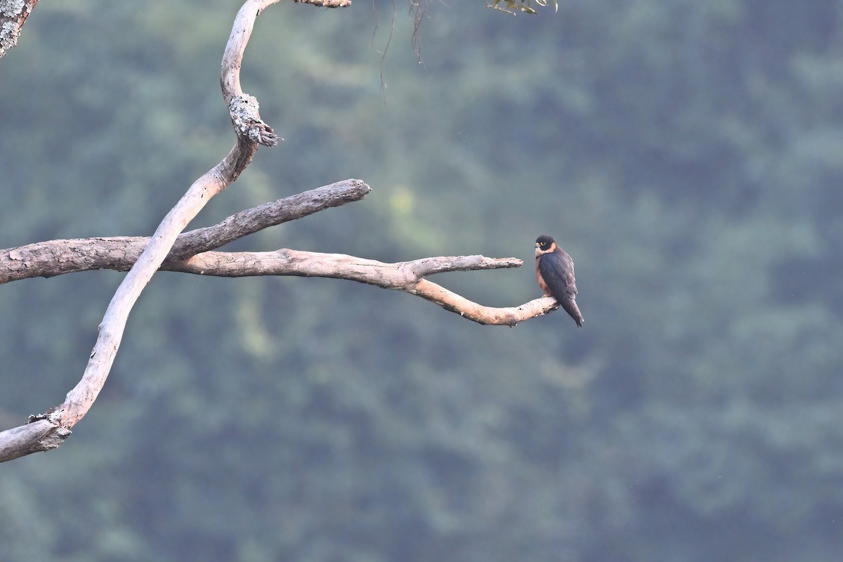 Oriental Hobby - ML637090838