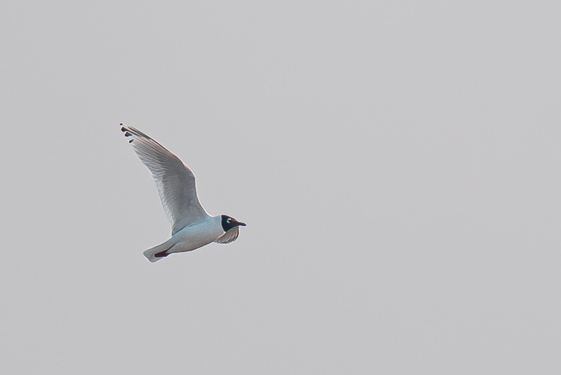 Relict Gull - ML637090843