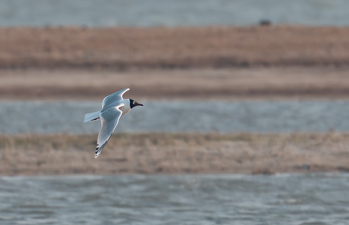 Relict Gull - ML637090844