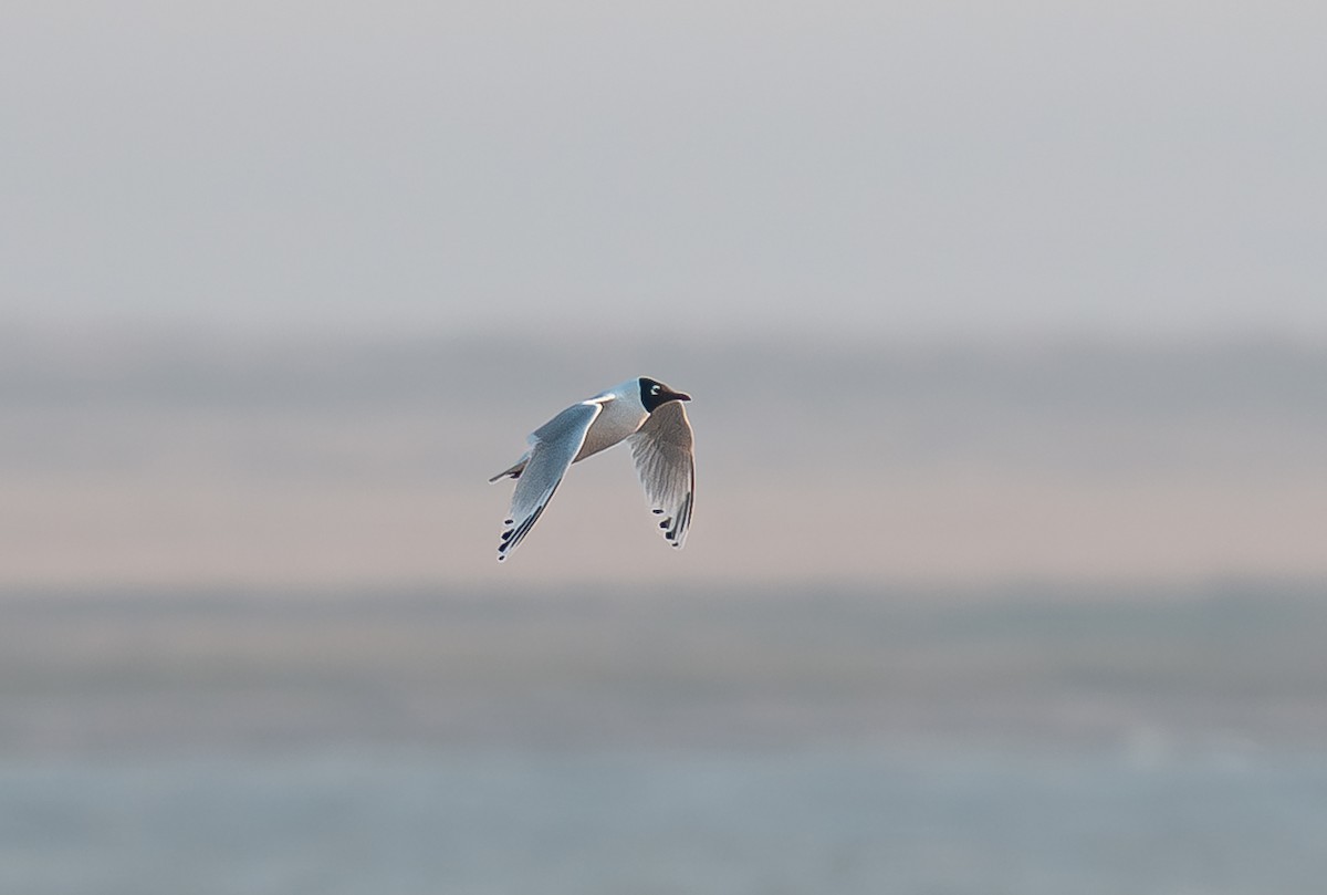 Relict Gull - ML637090845