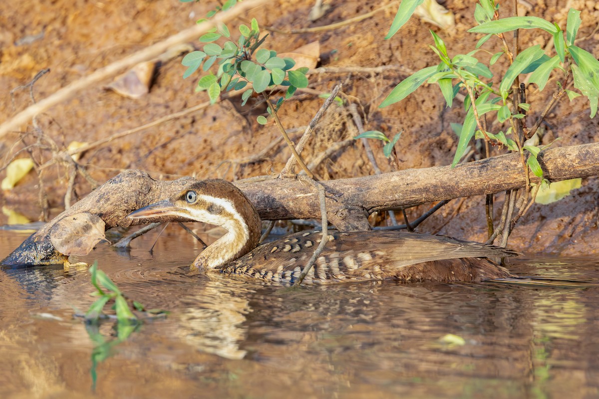 African Finfoot - ML637090898