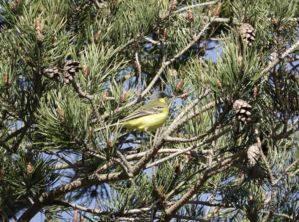 Western Yellow Wagtail (thunbergi) - ML637090911