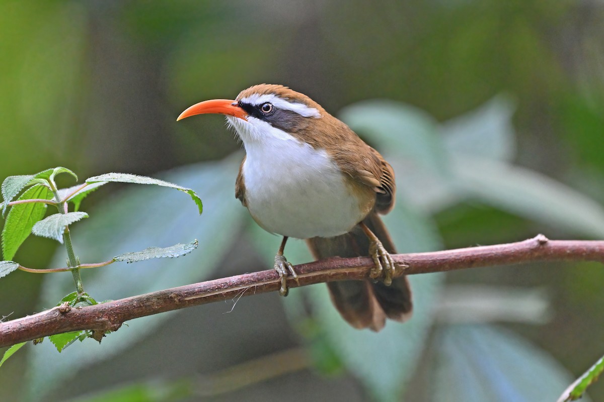 Red-billed Scimitar-Babbler - ML637090960