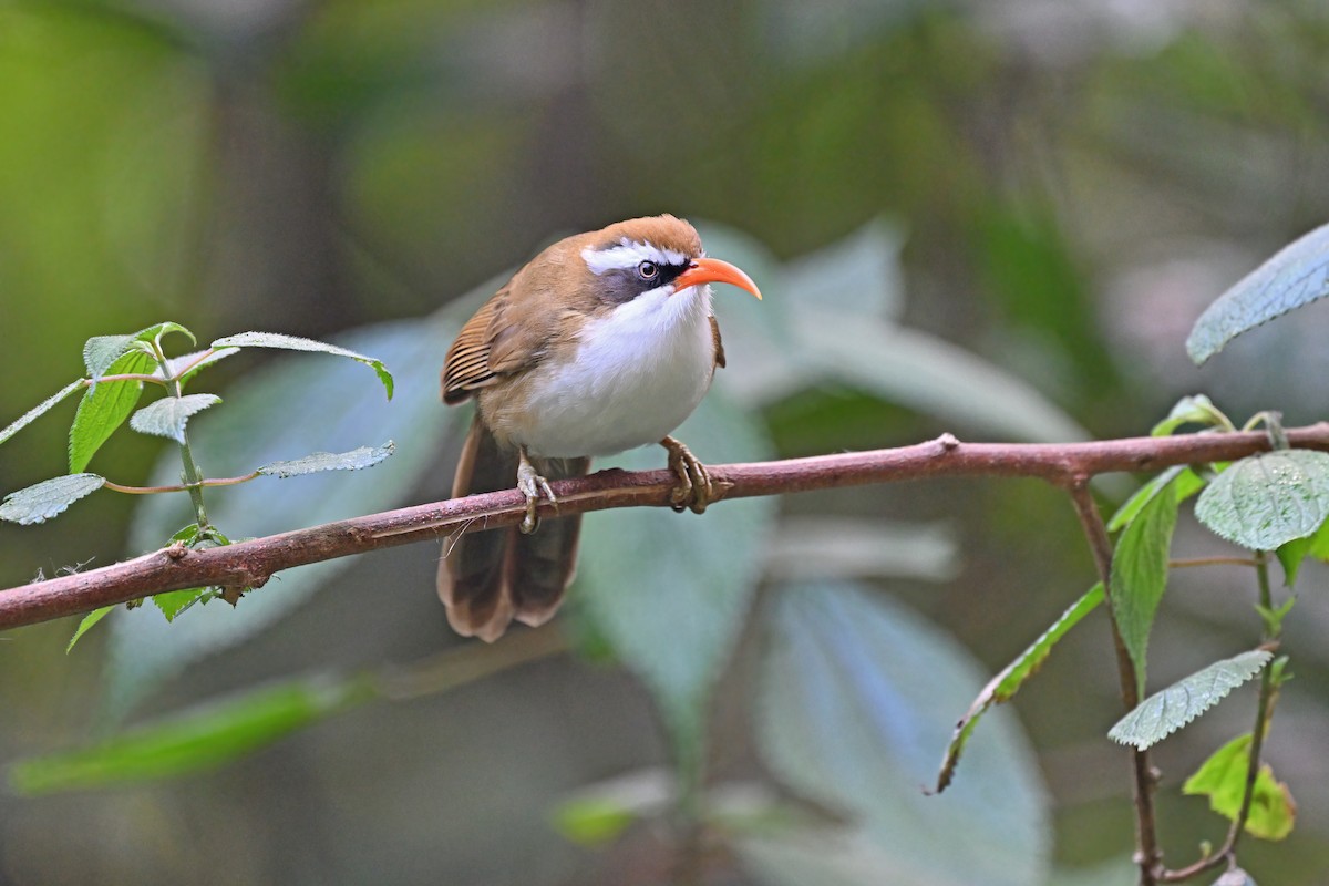 Red-billed Scimitar-Babbler - ML637090961