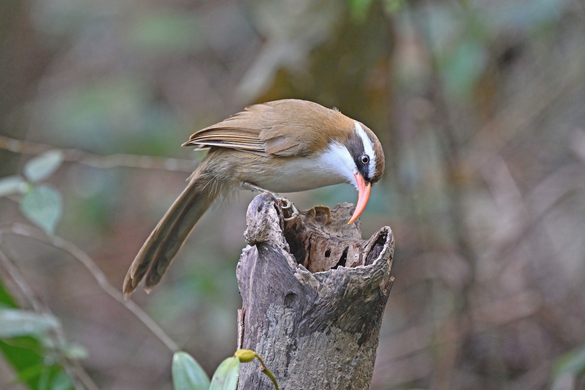 Red-billed Scimitar-Babbler - ML637090962