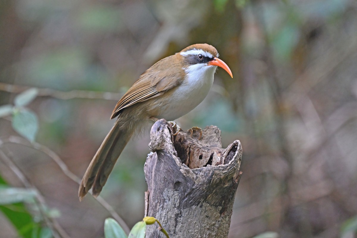 Red-billed Scimitar-Babbler - ML637090963