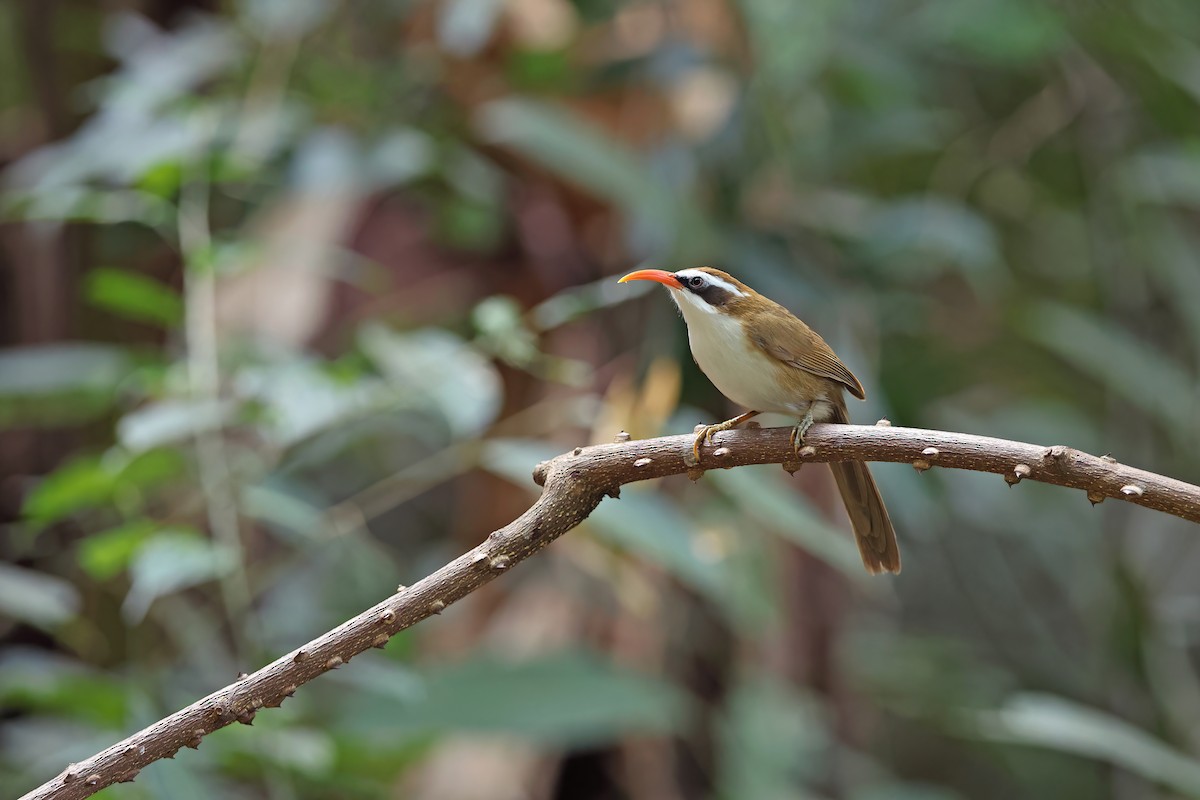 Red-billed Scimitar-Babbler - ML637090965