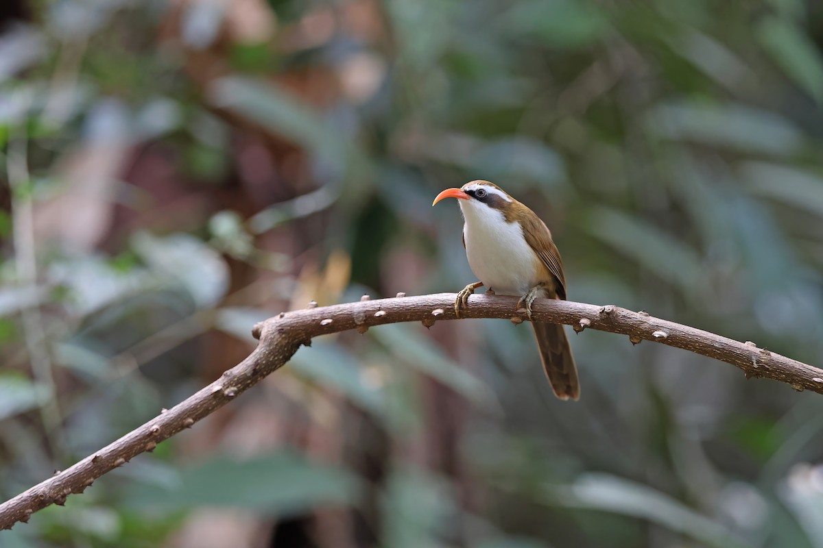 Red-billed Scimitar-Babbler - ML637090966