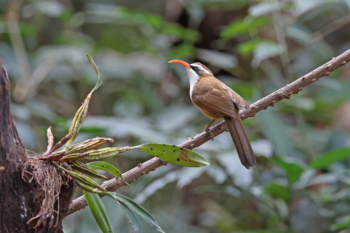 Red-billed Scimitar-Babbler - ML637090967