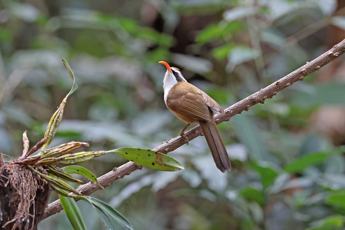 Red-billed Scimitar-Babbler - ML637090968