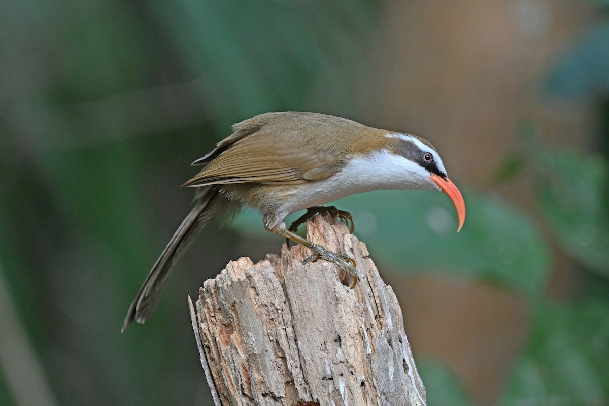 Red-billed Scimitar-Babbler - ML637090969