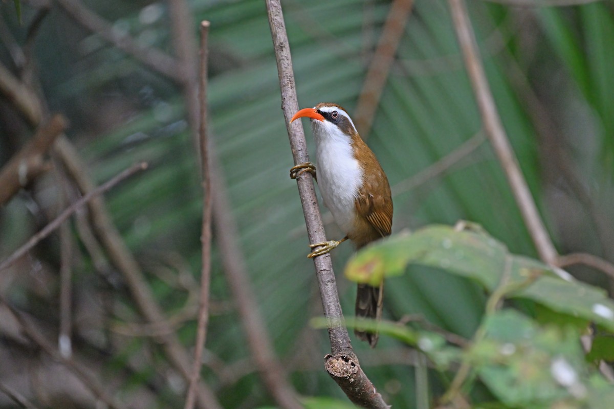 Red-billed Scimitar-Babbler - ML637090970