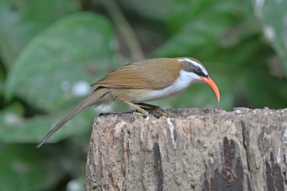 Red-billed Scimitar-Babbler - ML637090971