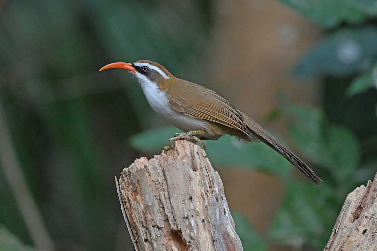 Red-billed Scimitar-Babbler - ML637090972