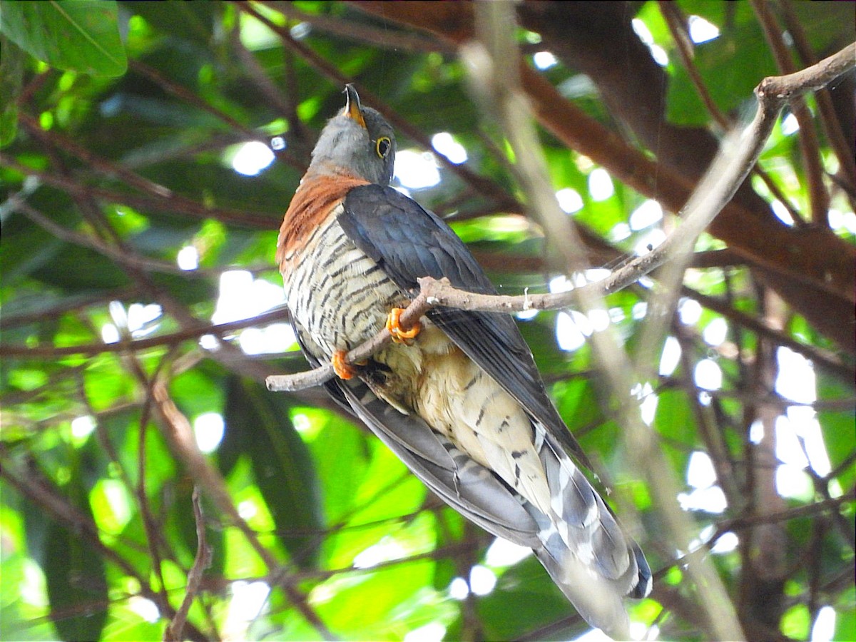Red-chested Cuckoo - ML637090976