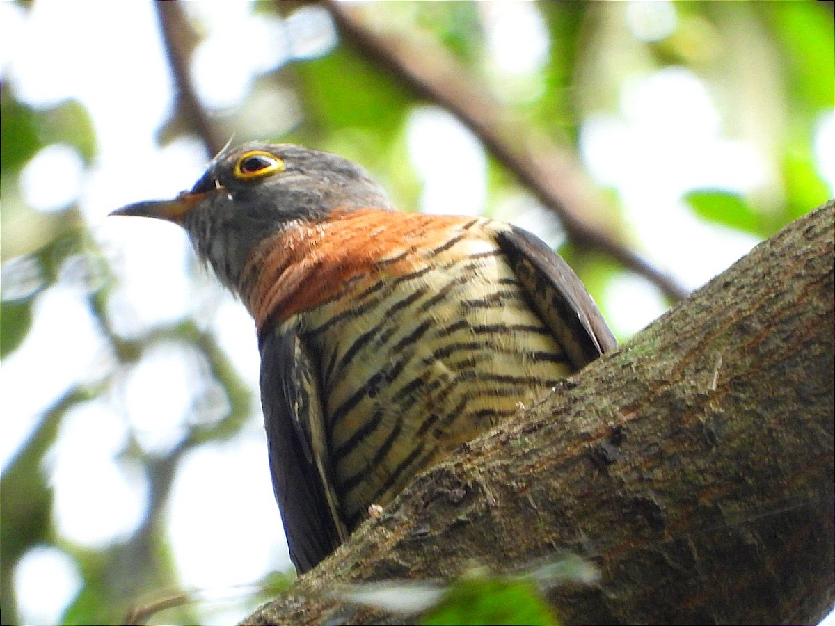 Red-chested Cuckoo - ML637090977