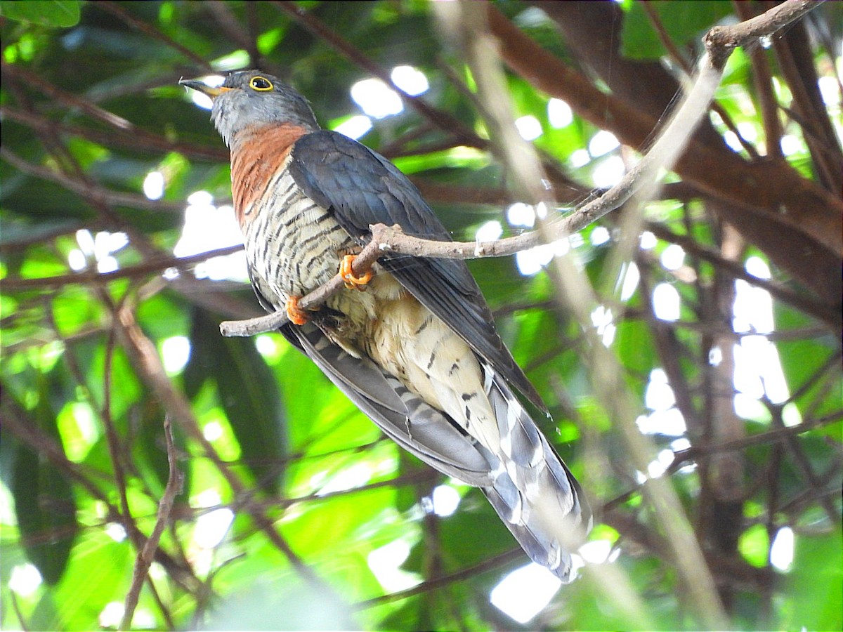 Red-chested Cuckoo - ML637090980