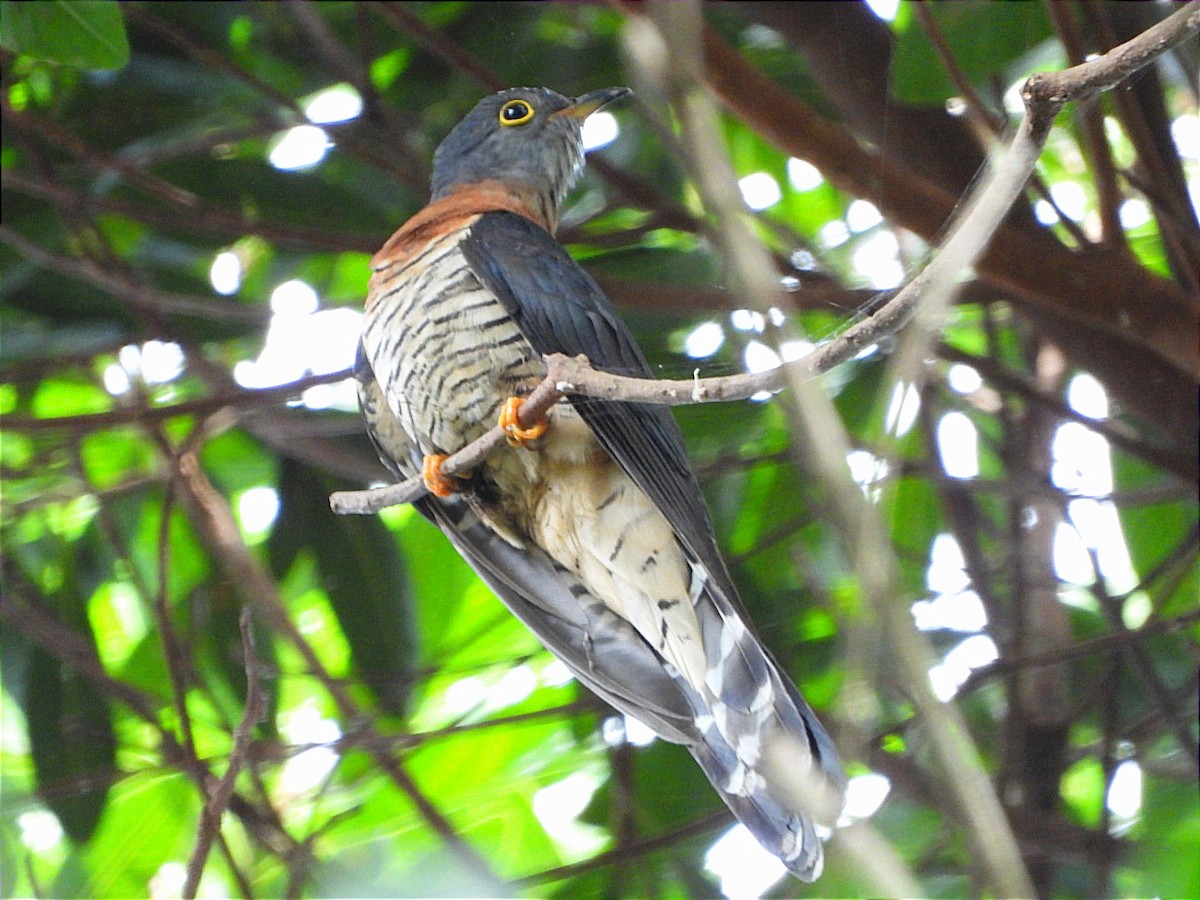Red-chested Cuckoo - ML637090982