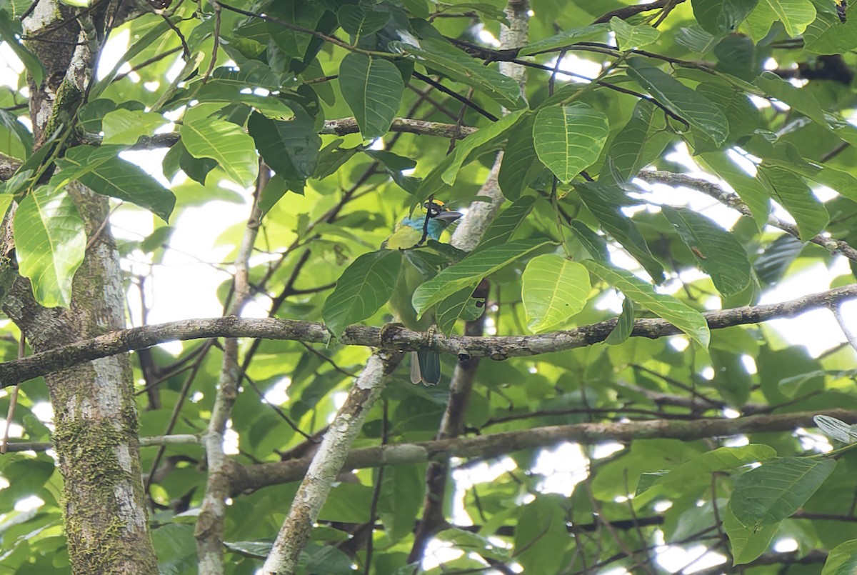 Yellow-crowned Barbet - ML637091091