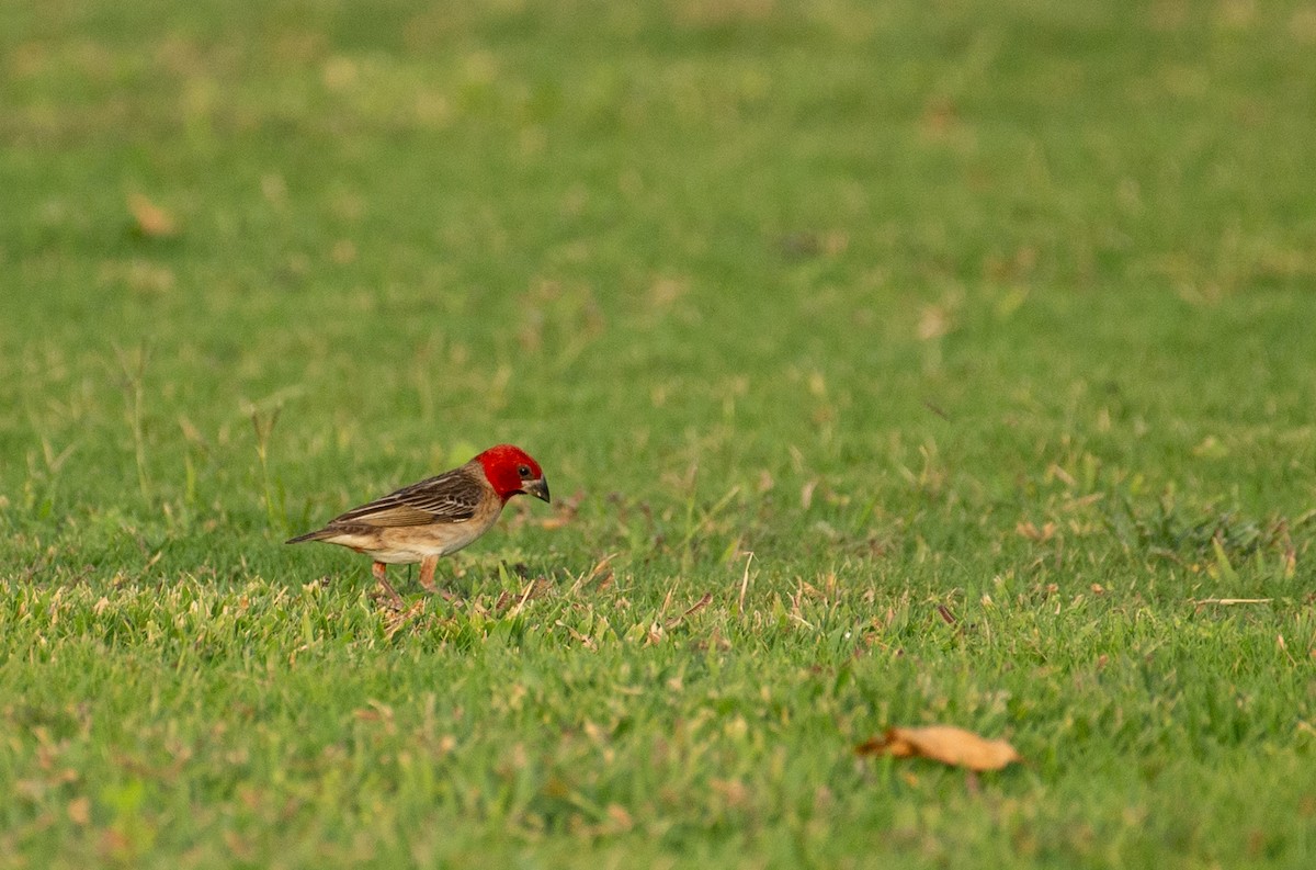 Red-headed Quelea - ML637091251