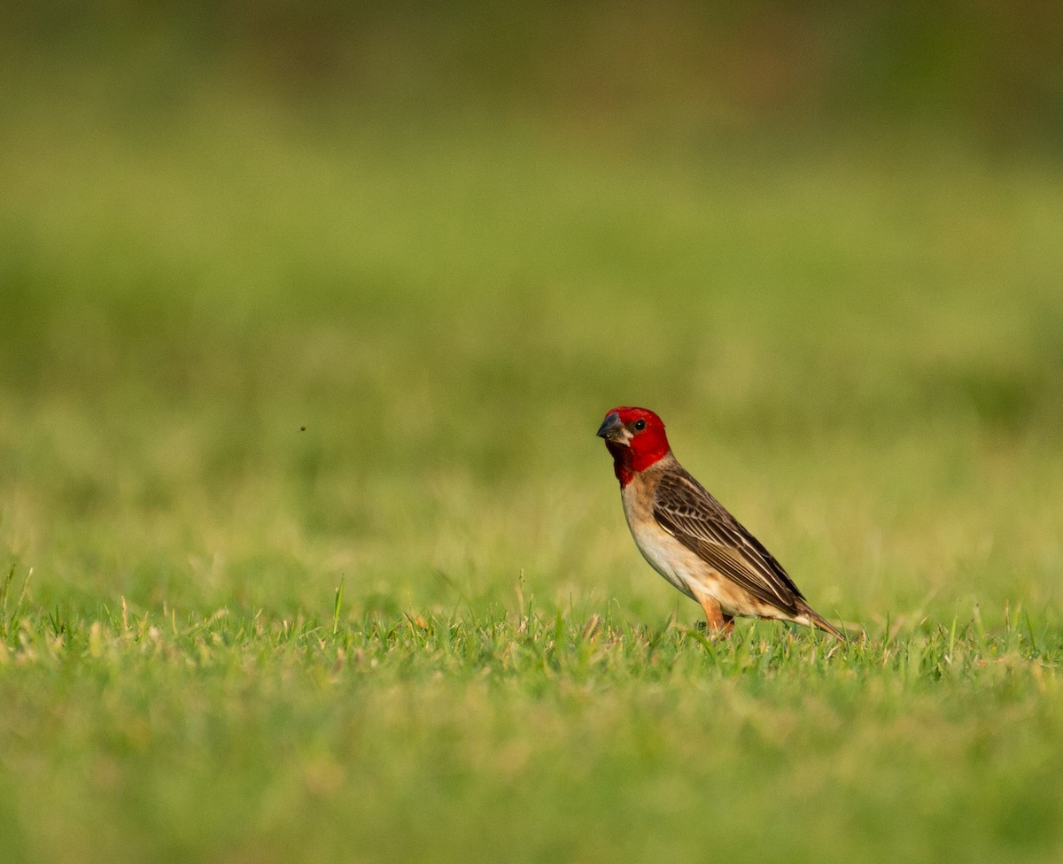 Red-headed Quelea - ML637091252