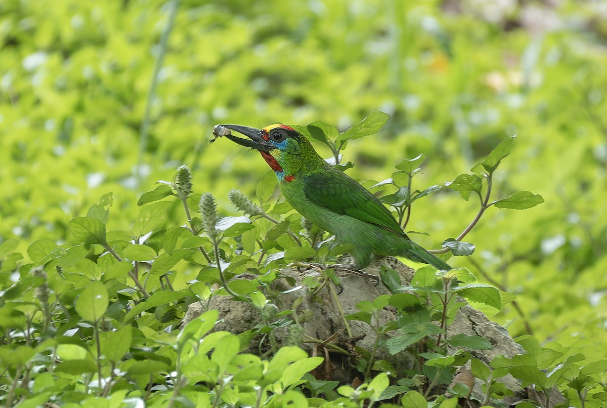 Red-throated Barbet - ML637091294