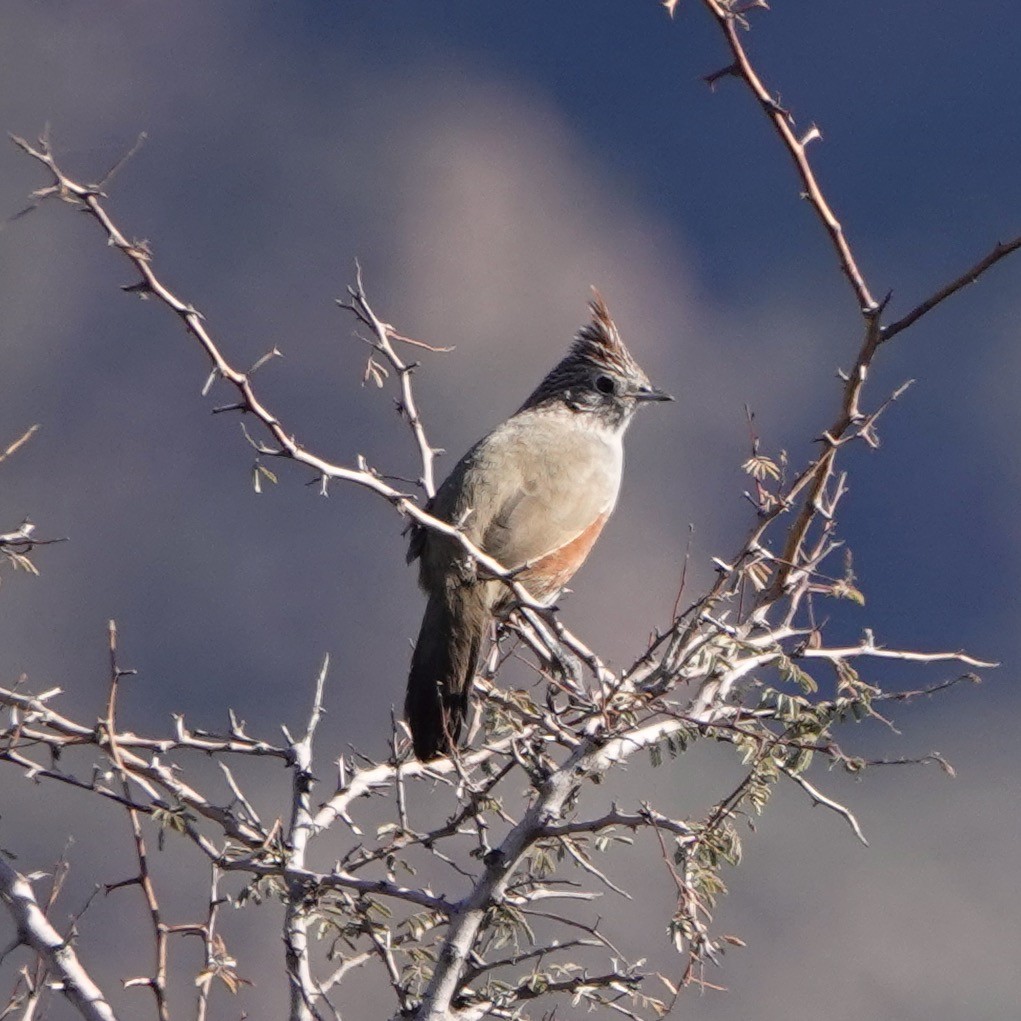 Crested Gallito - ML637091300