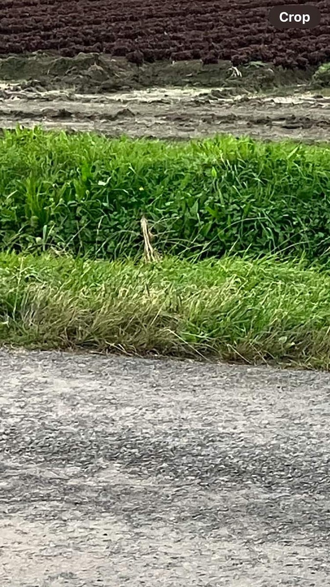 Australasian Bittern - ML637091307